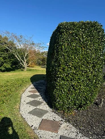Hedge Trimming