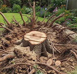 Tree Removal