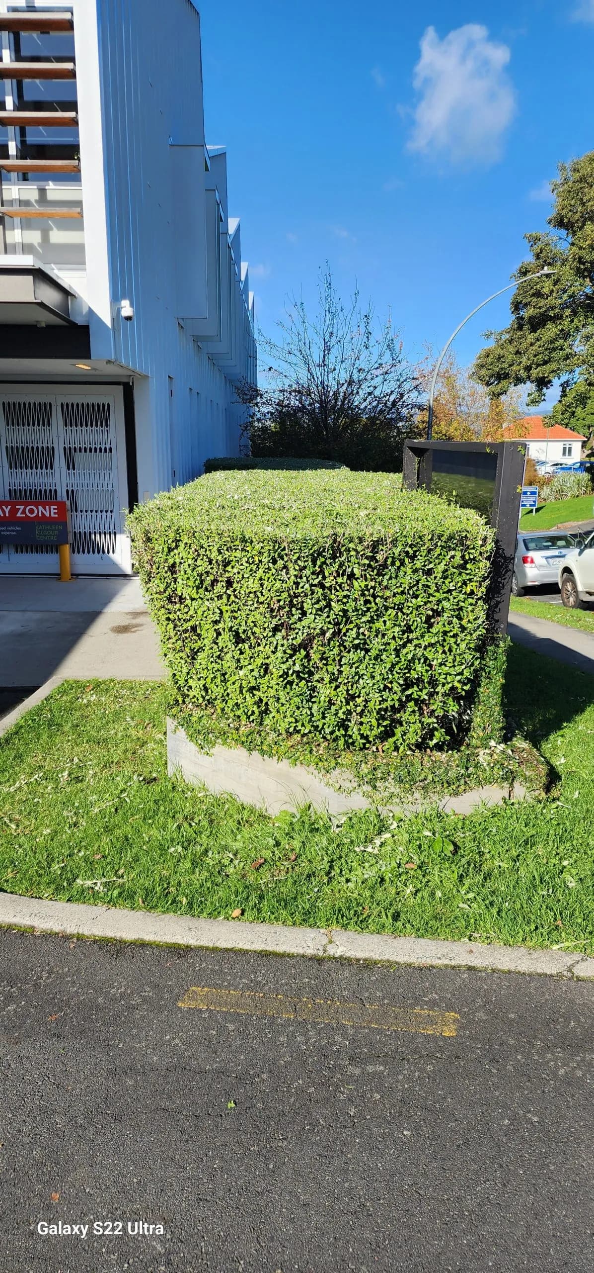 Hedge Trimming After