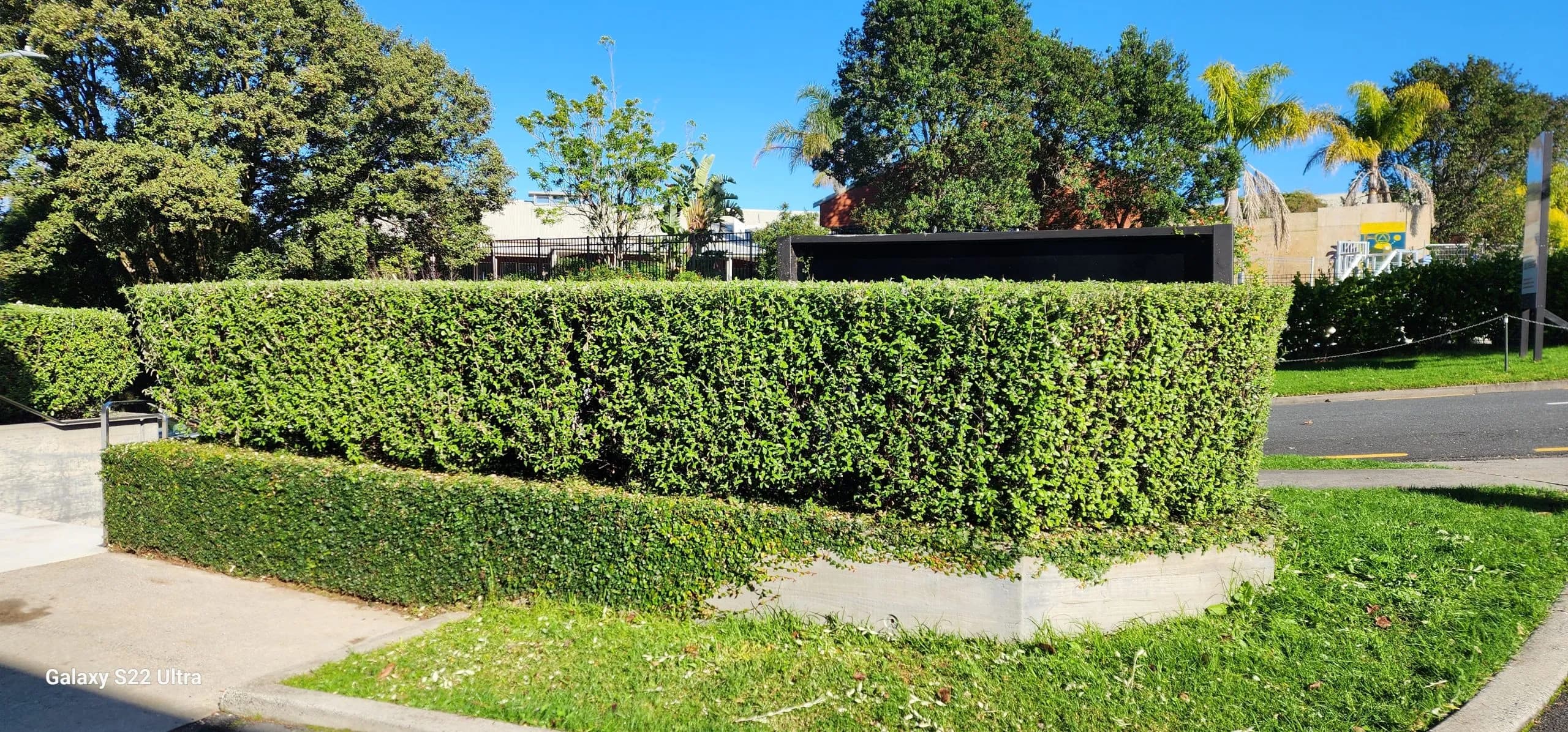 Hedge Trimming After