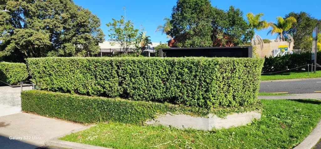Hedge Trimming
