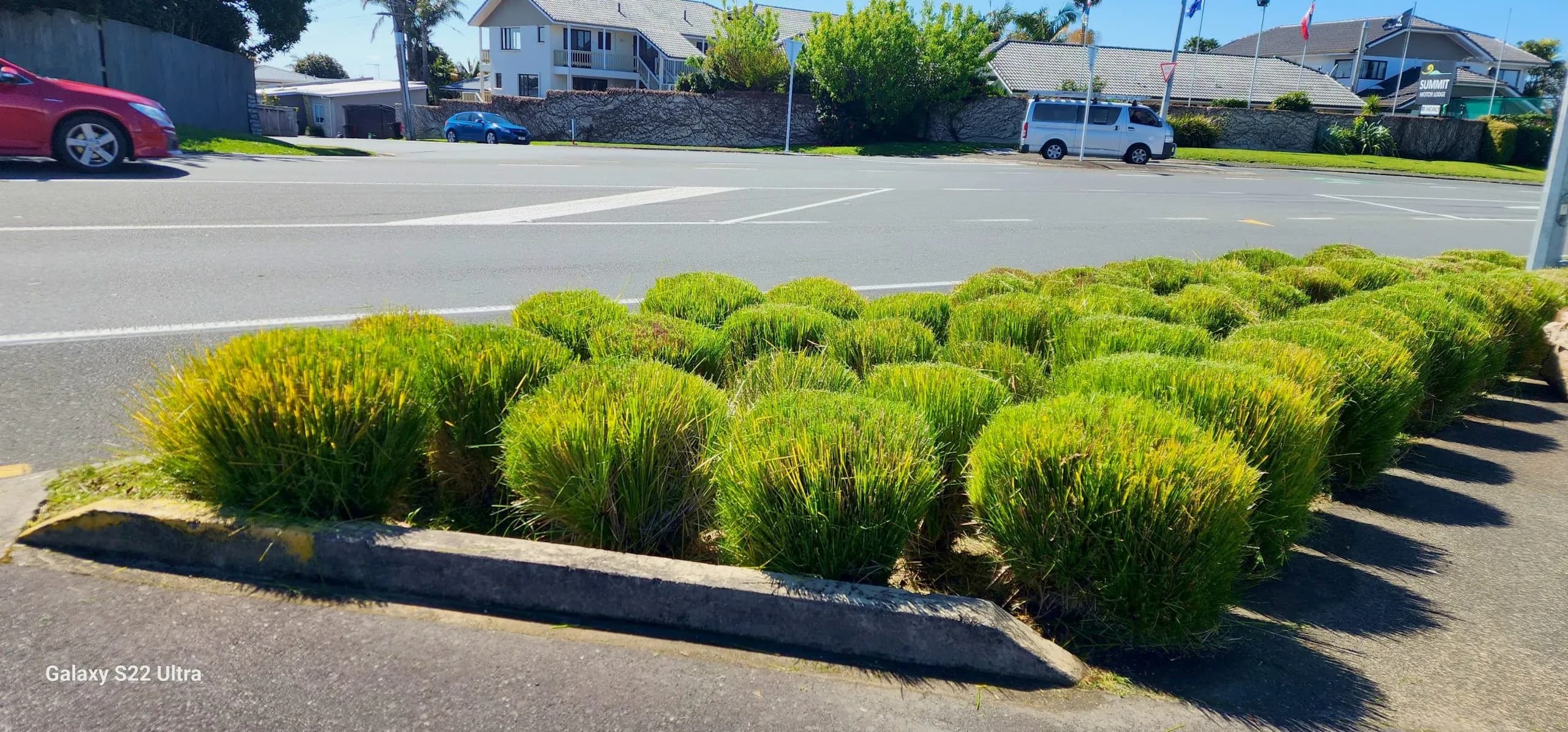 Hedge Trimming